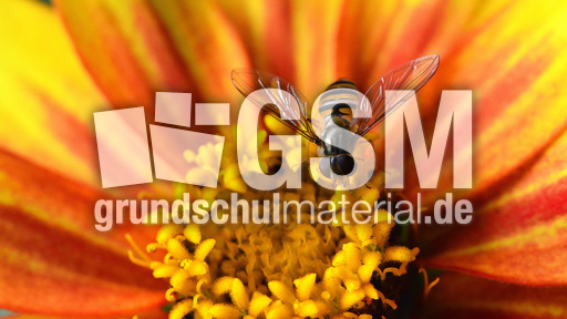 Garten-Schwebfliege (2).jpg